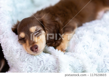 Kaninhen 臘腸犬幼犬 Kaninhen 臘腸犬幼犬 117028603