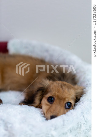Kaninhen 臘腸犬幼犬 117028606