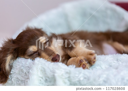 Kaninhen 臘腸犬幼犬 Kaninhen 臘腸犬幼犬 117028608