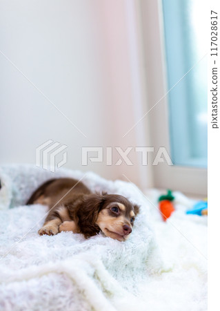 Kaninhen Dachshund Puppies Kaninhen Dachshund Puppies 117028617