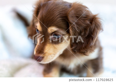 Kaninhen 臘腸犬幼犬 117028625