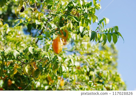 藍天下樹上生長的火龍果 藍天下樹上生長的火龍果 117028826