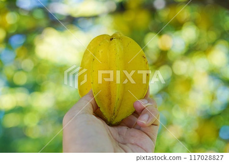 手中的火龍果 手中的火龍果 117028827