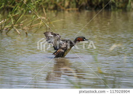 Little Grebe in Kruger National park, South Africa 117028904