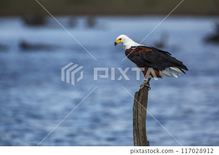 African fish eagle in Kruger National park, South Africa 117028912