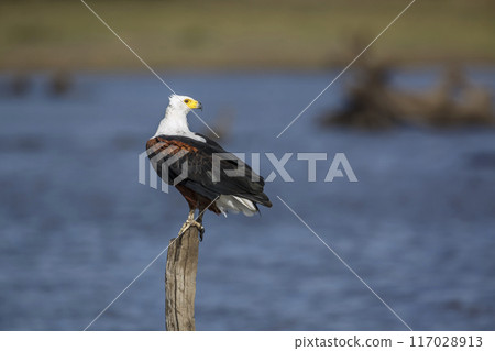 African fish eagle in Kruger National park, South Africa African fish eagle in Kruger National park, South Africa 117028913