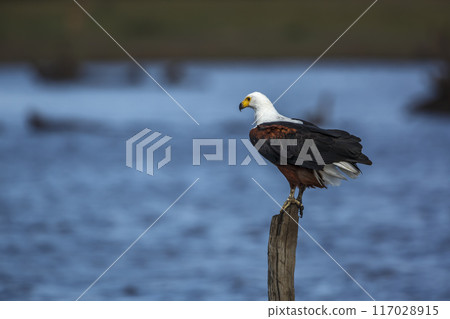 African fish eagle in Kruger National park, South Africa 117028915