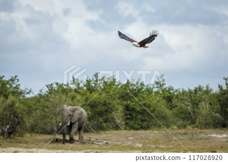 African fish eagle in Kruger National park, South Africa 117028920