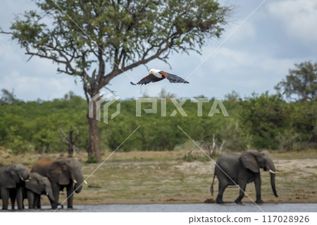 African fish eagle in Kruger National park, South Africa 117028926