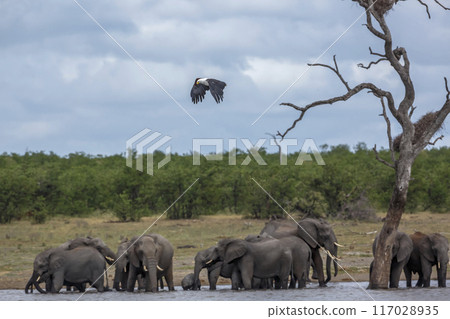 African fish eagle in Kruger National park, South Africa African fish eagle in Kruger National park, South Africa 117028935