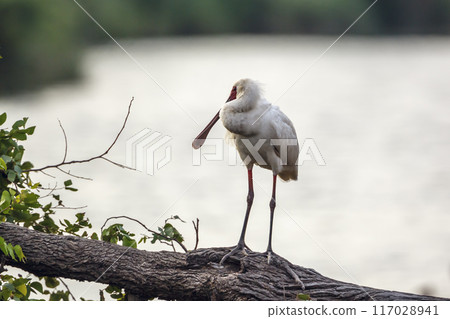 African spoonbill in Kruger National park, South Africa African spoonbill in Kruger National park, South Africa 117028941