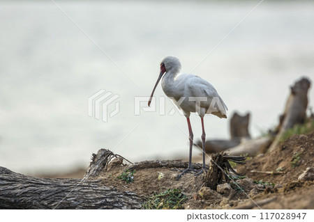 African spoonbill in Kruger National park, South Africa African spoonbill in Kruger National park, South Africa 117028947