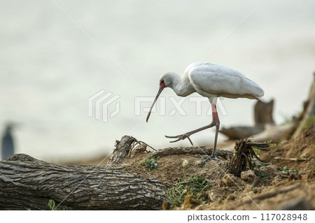 African spoonbill in Kruger National park, South Africa African spoonbill in Kruger National park, South Africa 117028948