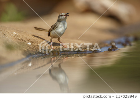 Black chested Prinia in Kruger National park, South Africa 117028949