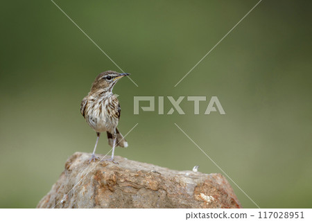 Bush Pipit in Kruger National park, South Africa Bush Pipit in Kruger National park, South Africa 117028951