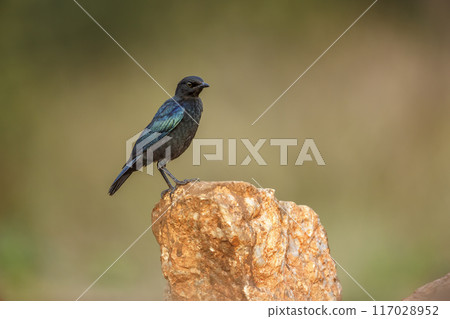 Cape Glossy Starling in Kruger National park, South Africa 117028952