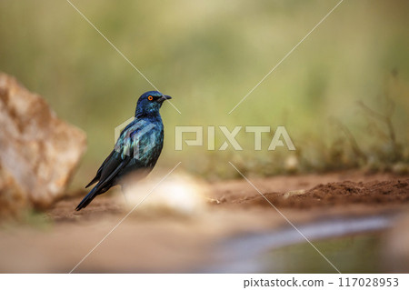 Cape Glossy Starling in Kruger National park, South Africa 117028953