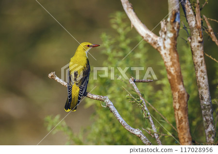 Eurasian Golden-Oriole in Kruger National park, South Africa 117028956