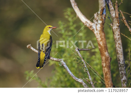 Eurasian Golden-Oriole in Kruger National park, South Africa 117028957
