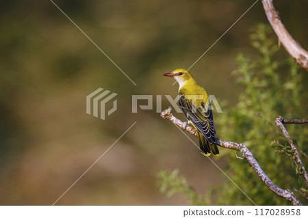Eurasian Golden-Oriole in Kruger National park, South Africa 117028958