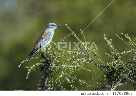 European Roller in Kruger National park, South Africa European Roller in Kruger National park, South Africa 117028962
