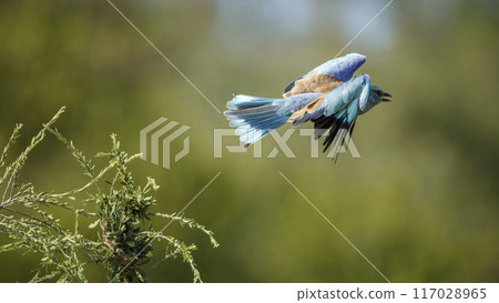 European Roller in Kruger National park, South Africa 117028965