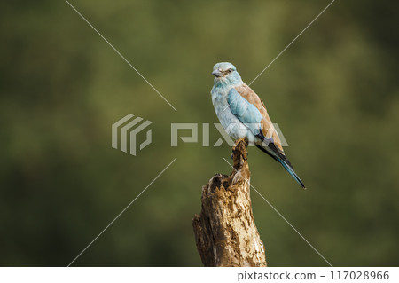 European Roller in Kruger National park, South Africa 117028966