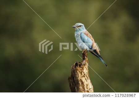 European Roller in Kruger National park, South Africa European Roller in Kruger National park, South Africa 117028967