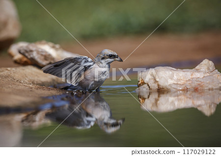Red-backed Shrike in Kruger National park, South Africa 117029122