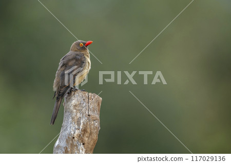 Red billed Oxpecker in Kruger National park, South Africa 117029136