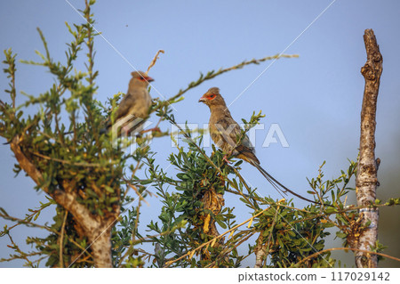 Red faced Mousebird in Kruger National park, South Africa Red faced Mousebird in Kruger National park, South Africa 117029142