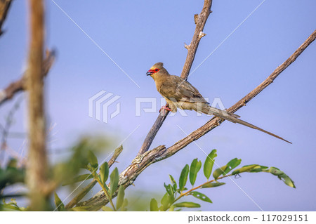 Red faced Mousebird in Kruger National park, South Africa 117029151