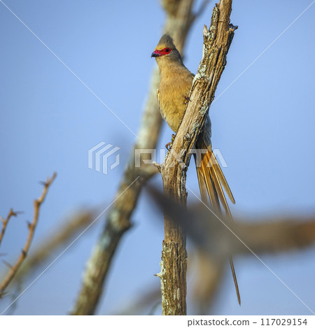 Red faced Mousebird in Kruger National park, South Africa 117029154