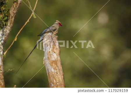 Red faced Mousebird in Kruger National park, South Africa 117029159