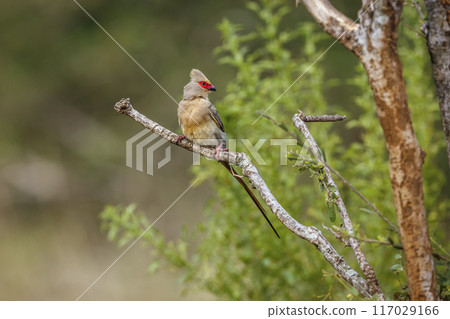 Red faced Mousebird in Kruger National park, South Africa Red faced Mousebird in Kruger National park, South Africa 117029166
