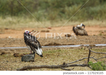 White headed Vulture in Kruger National park, South Africa 117029185