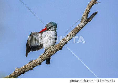 Woodland kingfisher in Kruger National park, South Africa Woodland kingfisher in Kruger National park, South Africa 117029213