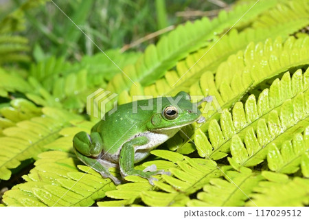 Schlegel Green Tree Frog 117029512