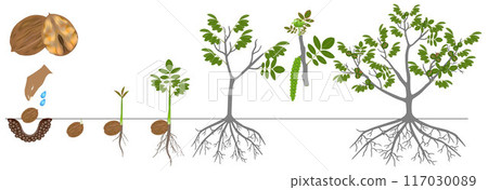 Cycle of growth of a plant of a walnut isolated on a white background. Cycle of growth of a plant of a walnut isolated on a white background. 117030089