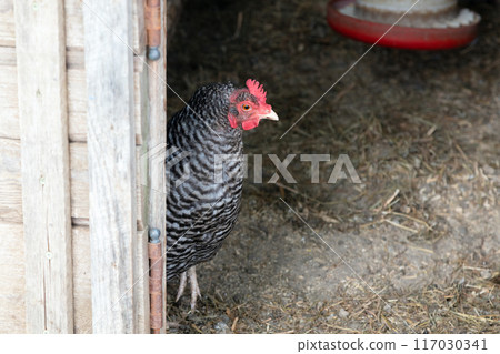 free run hens in coop gray chicken 117030341