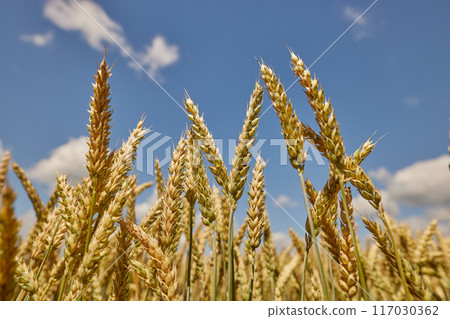 field of ripe wheat before harvest on a background of blue sky, bread production , concept wheat grains field of ripe wheat before harvest on a background of blue sky, bread production , concept wheat grains 117030362