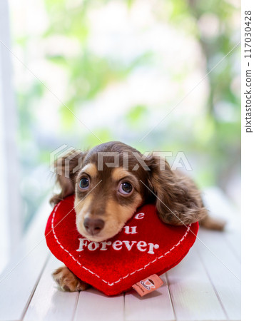 Kaninhen 臘腸犬幼犬 117030428