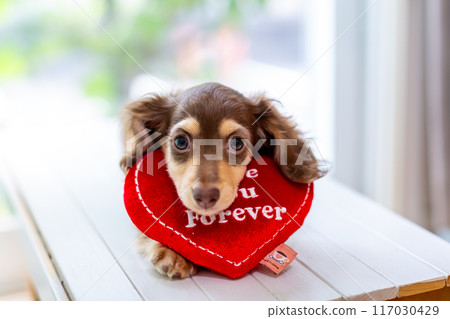 Kaninhen Dachshund Puppies 117030429