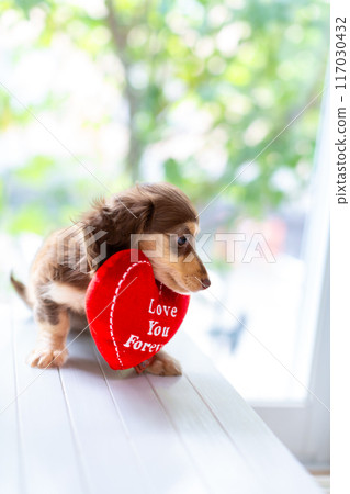 Kaninhen Dachshund Puppies Kaninhen Dachshund Puppies 117030432