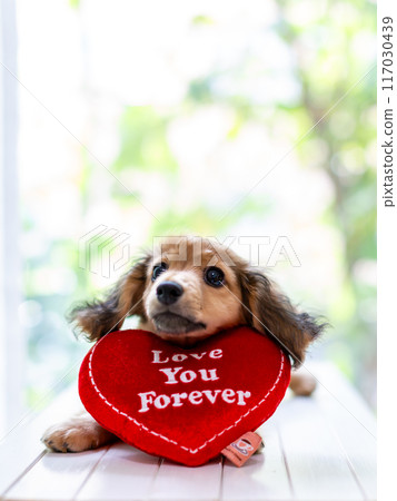 Kaninhen Dachshund Puppies 117030439