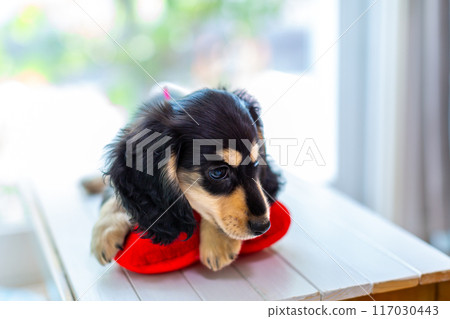 Kaninhen 臘腸犬幼犬 117030443