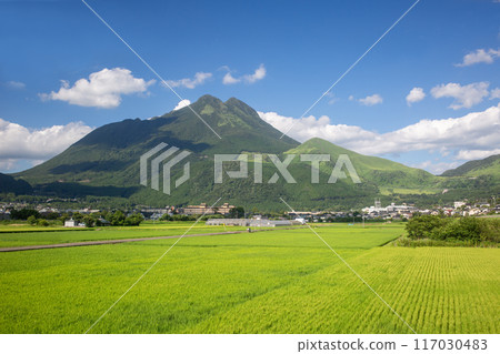 新綠色由布院盆地田園風光 117030483