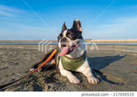 波士頓梗犬在沙灘上休息 117030519