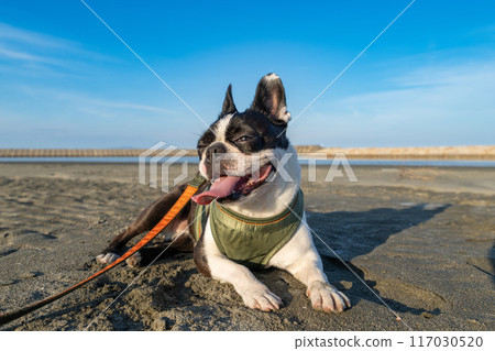 Boston terrier resting on the beach 117030520