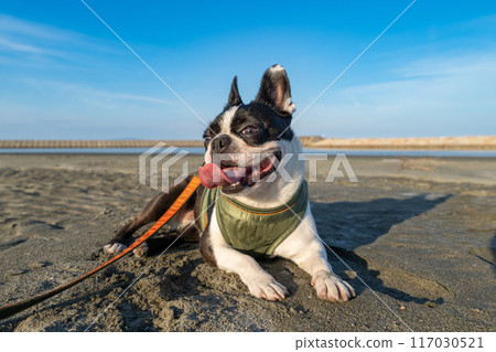 Boston terrier resting on the beach Boston terrier resting on the beach 117030521
